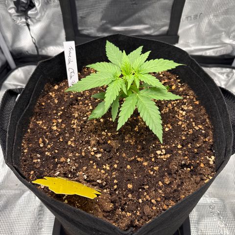 Franziska growlog timeline photo