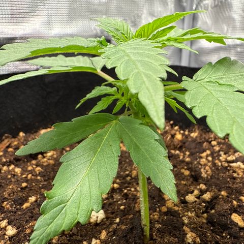 Franziska growlog timeline photo