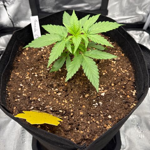 Franziska growlog timeline photo