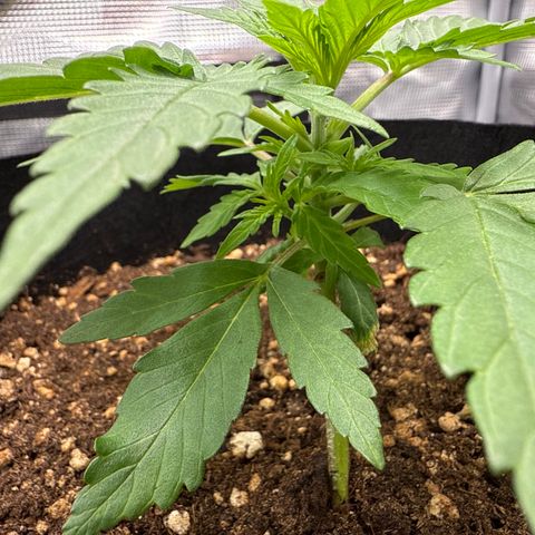 Franziska growlog timeline photo