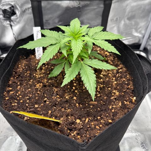 Franziska growlog timeline photo