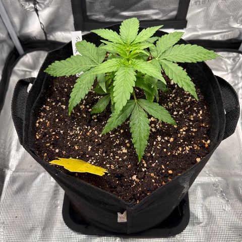 Franziska growlog timeline photo