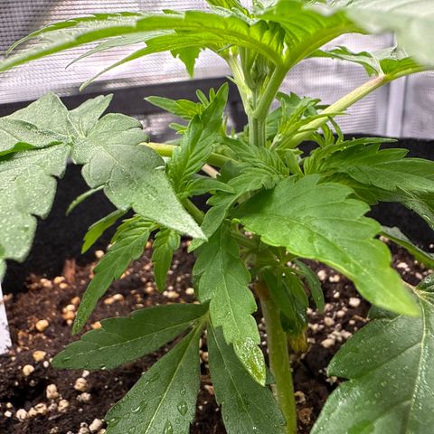 Franziska growlog timeline photo