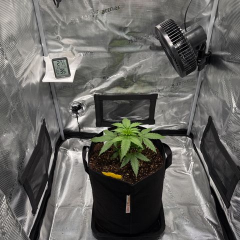 Franziska growlog timeline photo