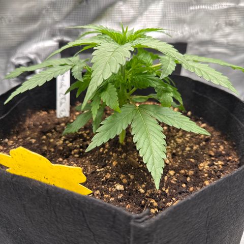 Franziska growlog timeline photo