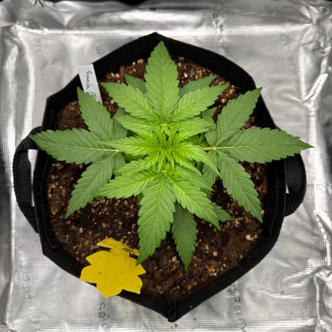 Franziska growlog timeline photo