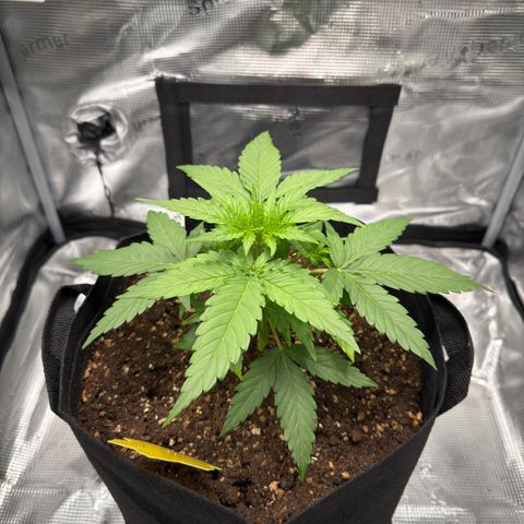 Franziska growlog timeline photo