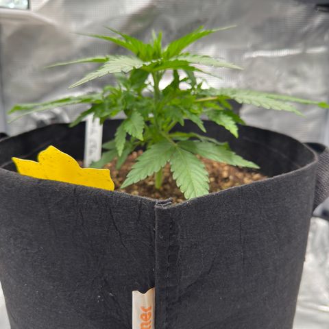 Franziska growlog timeline photo