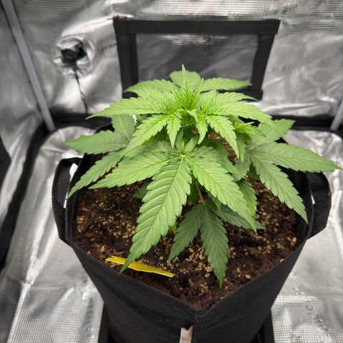 Franziska growlog timeline photo