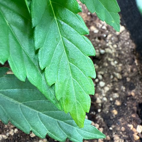 Franziska growlog timeline photo