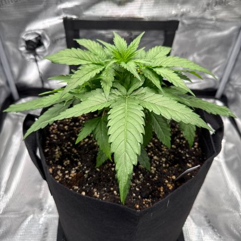 Franziska growlog timeline photo