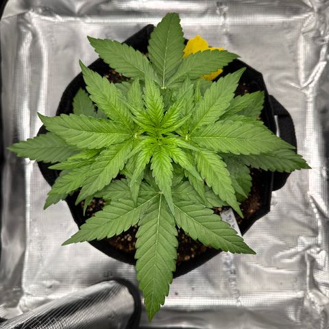 Franziska growlog timeline photo