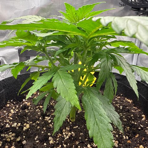 Franziska growlog timeline photo