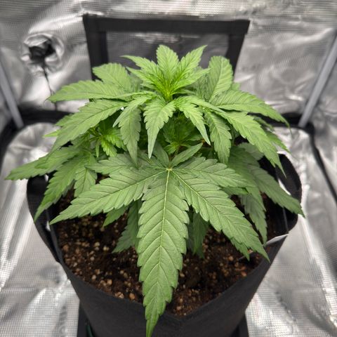 Franziska growlog timeline photo