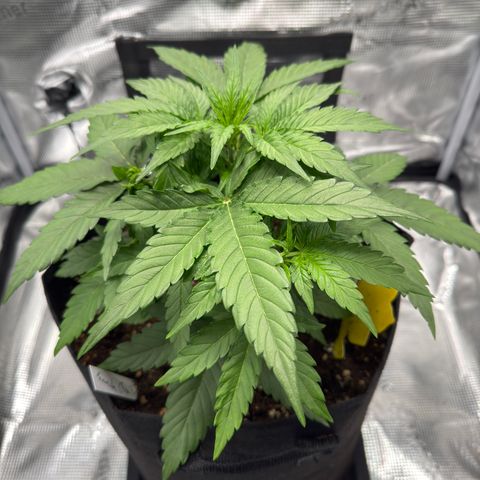 Franziska growlog timeline photo
