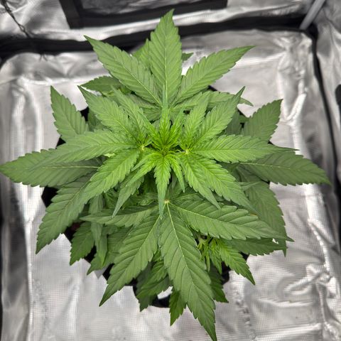 Franziska growlog timeline photo