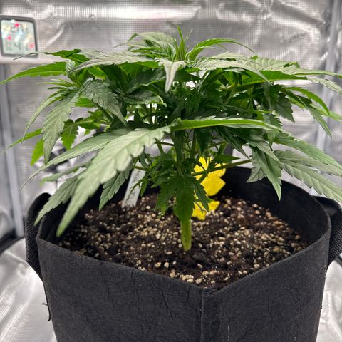 Franziska growlog timeline photo