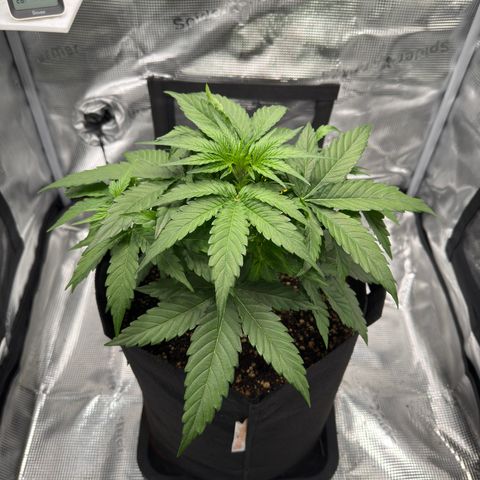 Franziska growlog timeline photo