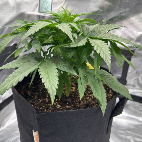 Franziska growlog timeline photo