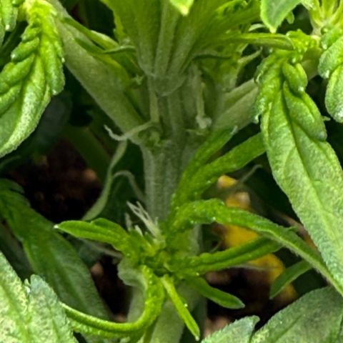 Franziska growlog timeline photo