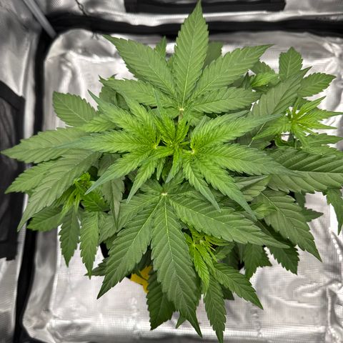 Franziska growlog timeline photo