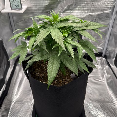 Franziska growlog timeline photo