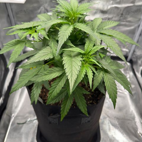 Franziska growlog timeline photo