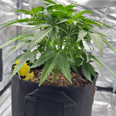Franziska growlog timeline photo