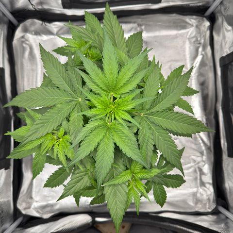 Franziska growlog timeline photo