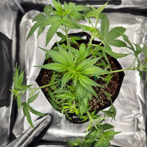 Franziska growlog timeline photo