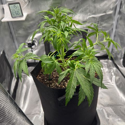Franziska growlog timeline photo