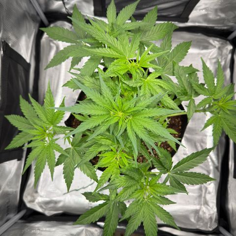 Franziska growlog timeline photo