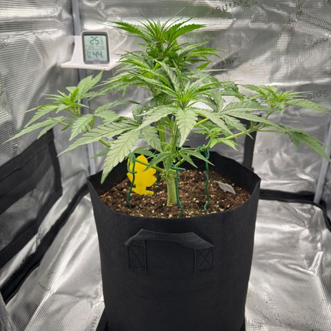Franziska growlog timeline photo