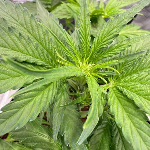 Franziska growlog timeline photo