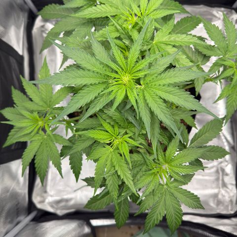 Franziska growlog timeline photo