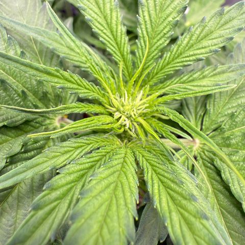 Franziska growlog timeline photo