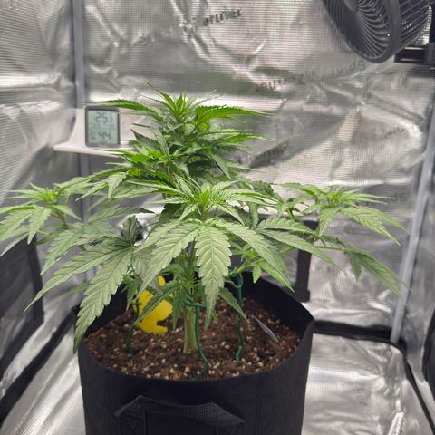Franziska growlog timeline photo