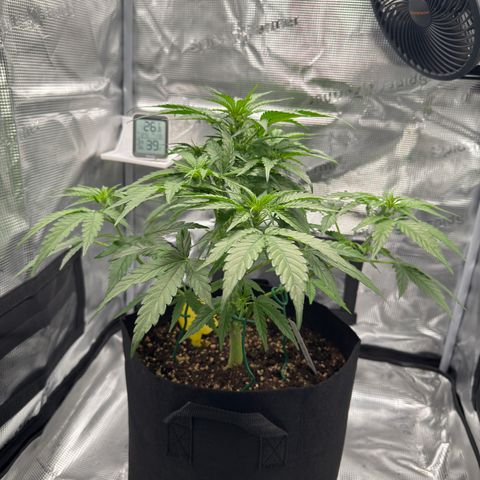 Franziska growlog timeline photo