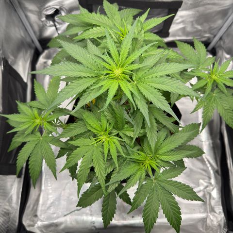 Franziska growlog timeline photo