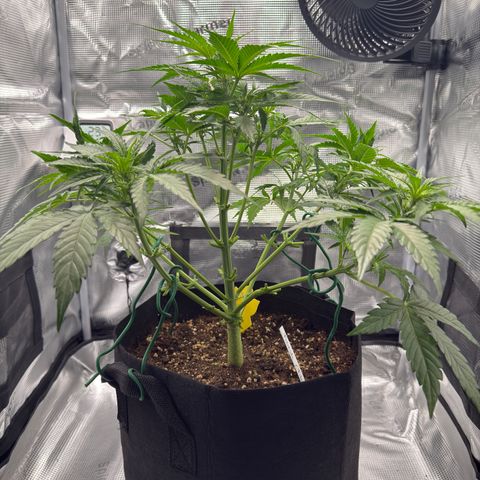 Franziska growlog timeline photo