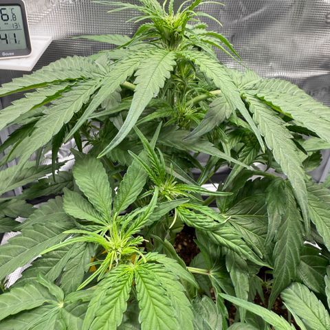 Franziska growlog timeline photo