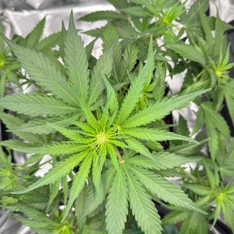 Franziska growlog timeline photo