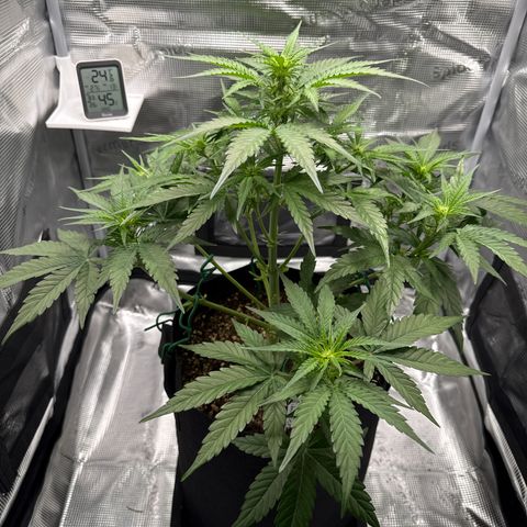 Franziska growlog timeline photo