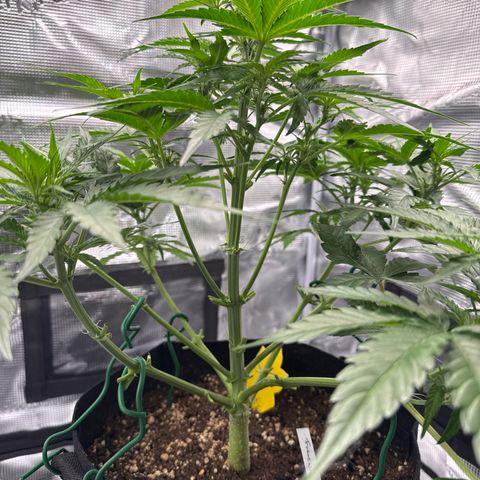 Franziska growlog timeline photo