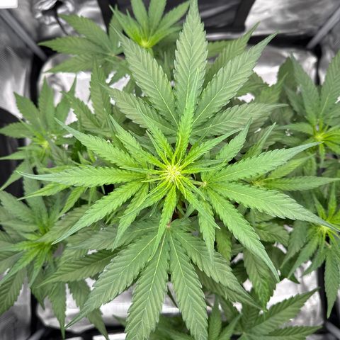 Franziska growlog timeline photo