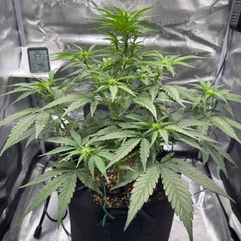 Franziska growlog timeline photo