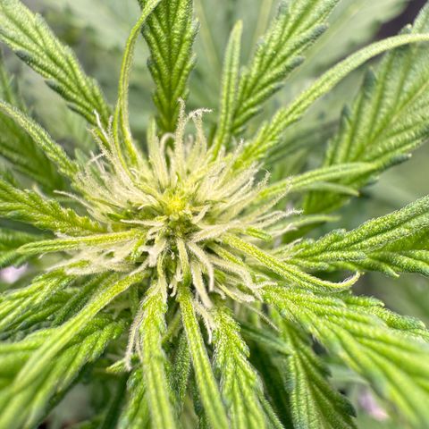 Franziska growlog timeline photo