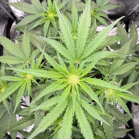 Franziska growlog timeline photo