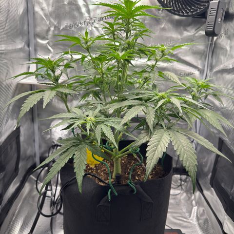 Franziska growlog timeline photo