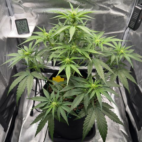 Franziska growlog timeline photo